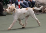 Filename=L-Polydeuces-3.jpg
Filesize=157KiB
Dimensions=800x580
Date added=Mar 23, 2021 L-Polydeuces-3.jpg