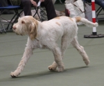 Filename=L-Polydeuces-5.jpg
Filesize=168KiB
Dimensions=800x663
Date added=Mar 23, 2021 L-Polydeuces-5.jpg