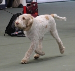 Filename=L-Polydeuces-7.jpg
Filesize=186KiB
Dimensions=800x757
Date added=Mar 23, 2021 L-Polydeuces-7.jpg