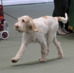 Filename=L-Polydeuces-8.jpg
Filesize=197KiB
Dimensions=800x794
Date added=Mar 23, 2021 L-Polydeuces-8.jpg