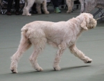 Filename=S-GoldflySugarfoot-4.jpg
Filesize=165KiB
Dimensions=800x625
Date added=Mar 23, 2021 S-GoldflySugarfoot-4.jpg