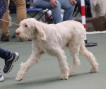 Filename=S-GoldflySugarfoot-5.jpg
Filesize=191KiB
Dimensions=800x676
Date added=Mar 23, 2021 S-GoldflySugarfoot-5.jpg