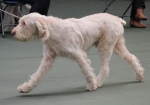 Filename=S-GoldflySugarfoot.jpg
Filesize=147KiB
Dimensions=800x563
Date added=Mar 23, 2021 S-GoldflySugarfoot.jpg