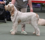I-Palmina.jpg