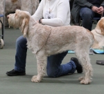 Inca-Volata.jpg