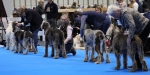 Filename=Dog_Lineup-1.jpg
Filesize=165KiB
Dimensions=800x401
Date added=Mar 23, 2021 Dog_Lineup-1.jpg