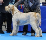 I-Palmina.jpg