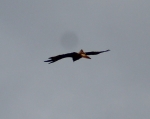 Dateiname=Kite.jpg
Dateigröße=91KB
Abmessungen: 800x638
hinzugefügt am: 23. März 2021 Kite.jpg