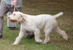 Filename=M-WhiteBryony.jpg
Filesize=200KiB
Dimensions=800x551
Date added=Mar 23, 2021 M-WhiteBryony.jpg