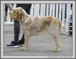 Filename=G_Galli.jpg
Filesize=130KiB
Dimensions=1000x782
Date added=Mar 23, 2021 G_Galli.jpg