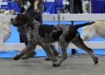 Filename=T-Ettore.jpg
Filesize=173KiB
Dimensions=800x579
Date added=Mar 23, 2021 T-Ettore.jpg