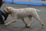 Filename=T-Grazioso-1.jpg
Filesize=152KiB
Dimensions=800x537
Date added=Mar 23, 2021 T-Grazioso-1.jpg