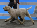 Filename=T-Grazioso-2.jpg
Filesize=174KiB
Dimensions=800x612
Date added=Mar 23, 2021 T-Grazioso-2.jpg