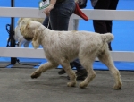 Filename=T-Grazioso-3.jpg
Filesize=181KiB
Dimensions=800x612
Date added=Mar 23, 2021 T-Grazioso-3.jpg