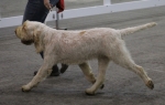 Filename=T-Grazioso.jpg
Filesize=144KiB
Dimensions=800x511
Date added=Mar 23, 2021 T-Grazioso.jpg
