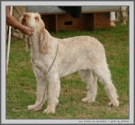 Inca-Volata.jpg