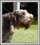 Filename=M_Hugo_2.jpg
Filesize=148KiB
Dimensions=888x1000
Date added=Mar 23, 2021 M_Hugo_2.jpg