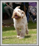 Filename=R_FairDinkum_3.jpg
Filesize=216KiB
Dimensions=840x1000
Date added=Mar 23, 2021 R_FairDinkum_3.jpg