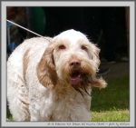 Filename=R_FairDinkum_4.jpg
Filesize=156KiB
Dimensions=1000x942
Date added=Mar 23, 2021 R_FairDinkum_4.jpg