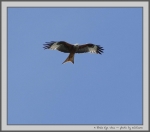 Filename=RedKite.jpg
Filesize=53KiB
Dimensions=1000x882
Date added=Mar 23, 2021 RedKite.jpg