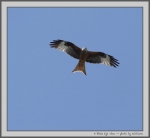 Filename=RedKite_1.jpg
Filesize=55KiB
Dimensions=1000x922
Date added=Mar 23, 2021 RedKite_1.jpg