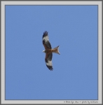 Filename=RedKite_2.jpg
Filesize=55KiB
Dimensions=985x1000
Date added=Mar 23, 2021 RedKite_2.jpg
