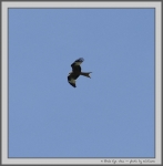 Filename=RedKite_4.jpg
Filesize=53KiB
Dimensions=982x1000
Date added=Mar 23, 2021 RedKite_4.jpg