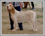 Filename=S_GreatRoyalRose.jpg
Filesize=299KiB
Dimensions=1231x1000
Date added=Mar 23, 2021 S_GreatRoyalRose.jpg