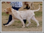 Filename=S_GreatRoyalRose_2.jpg
Filesize=225KiB
Dimensions=1313x1000
Date added=Mar 23, 2021 S_GreatRoyalRose_2.jpg