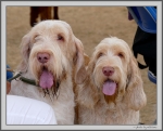 Filename=Spectators_11.jpg
Filesize=212KiB
Dimensions=1231x1000
Date added=Mar 23, 2021 Spectators_11.jpg
