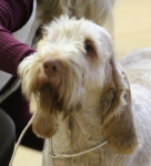 Filename=Aurelia-TheExplorer-1.jpg
Filesize=207KiB
Dimensions=800x878
Date added=Mar 23, 2021 Aurelia-TheExplorer-1.jpg