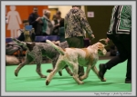 Dateiname=PuppyChallenge.jpg
Dateigröße=168KB
Abmessungen: 1181x850
hinzugefügt am: 23. März 2021 PuppyChallenge.jpg