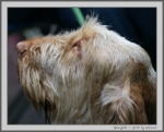 Filename=Spincognito_2.jpg
Filesize=174KiB
Dimensions=1051x850
Date added=Mar 23, 2021 Spincognito_2.jpg