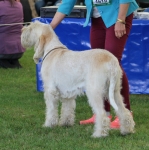 Filename=C-LimonCino.JPG
Filesize=286KiB
Dimensions=1000x1003
Date added=Mar 23, 2021 C-LimonCino.JPG