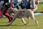 Filename=G-Gandini_281829.JPG
Filesize=257KiB
Dimensions=1000x672
Date added=Mar 23, 2021 G-Gandini_281829.JPG