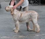 Filename=R-FairDinkum.jpg
Filesize=209KiB
Dimensions=800x692
Date added=Mar 23, 2021 R-FairDinkum.jpg
