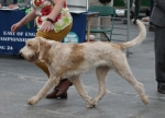 Filename=T-LuthienTinuviel-2.jpg
Filesize=184KiB
Dimensions=800x577
Date added=Mar 23, 2021 T-LuthienTinuviel-2.jpg