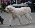 Filename=B-MostlyMerengue-1.jpg
Filesize=177KiB
Dimensions=800x643
Date added=Mar 23, 2021 B-MostlyMerengue-1.jpg