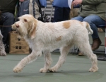 Filename=L-Polydeuces-2.jpg
Filesize=182KiB
Dimensions=800x619
Date added=Mar 23, 2021 L-Polydeuces-2.jpg
