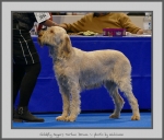 Filename=G_SugarsTartanDream.jpg
Filesize=655KiB
Dimensions=907x780
Date added=Mar 23, 2021 G_SugarsTartanDream.jpg