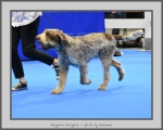 Filename=S_Peregrine.jpg
Filesize=713KiB
Dimensions=975x780
Date added=Mar 23, 2021 S_Peregrine.jpg