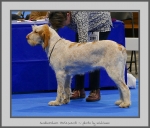 Filename=S_Perlescenti.jpg
Filesize=746KiB
Dimensions=907x780
Date added=Mar 23, 2021 S_Perlescenti.jpg