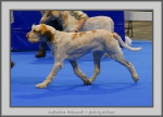 Filename=S_Perlescenti_1.jpg
Filesize=787KiB
Dimensions=1040x752
Date added=Mar 23, 2021 S_Perlescenti_1.jpg