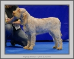 Filename=T_Grazioso.jpg
Filesize=789KiB
Dimensions=975x780
Date added=Mar 23, 2021 T_Grazioso.jpg