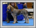 Filename=Van-DeWitthemhoeveScarletJackendaw.jpg
Filesize=751KiB
Dimensions=975x780
Date added=Mar 23, 2021 Van-DeWitthemhoeveScarletJackendaw.jpg