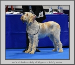 Filename=Van-DeWitthemhoeveShelby.jpg
Filesize=696KiB
Dimensions=900x780
Date added=Mar 23, 2021 Van-DeWitthemhoeveShelby.jpg