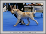 Filename=Van-DeWitthemhoeveShelby_2.jpg
Filesize=783KiB
Dimensions=1035x780
Date added=Mar 23, 2021 Van-DeWitthemhoeveShelby_2.jpg