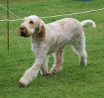 Filename=Aurelia-TheExplorer_282629.JPG
Filesize=304KiB
Dimensions=1000x946
Date added=Mar 23, 2021 Aurelia-TheExplorer_282629.JPG