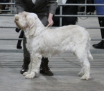 Filename=B-MostlyMerengueDelacruse.jpg
Filesize=205KiB
Dimensions=800x702
Date added=Mar 23, 2021 B-MostlyMerengueDelacruse.jpg