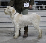 Filename=C-LimonCino.jpg
Filesize=223KiB
Dimensions=800x762
Date added=Mar 23, 2021 C-LimonCino.jpg